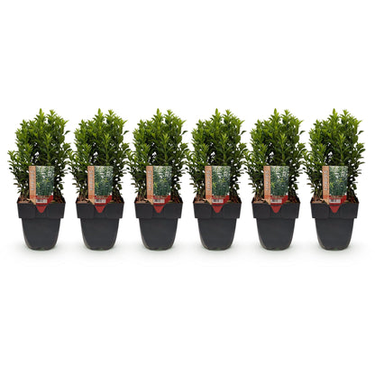 Euonymus japonica Green Spire : lot de 6 plantes en pot, alignées sur fond blanc, prêtes à être plantées pour une haie de 1 mètre linéaire.