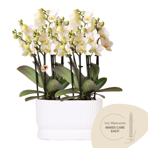 Orchidée Phalaenopsis 'Lausanne' blanche (Phalaenopsis) - Set de 2 orchidées + cache-pots - Pot 9 cm