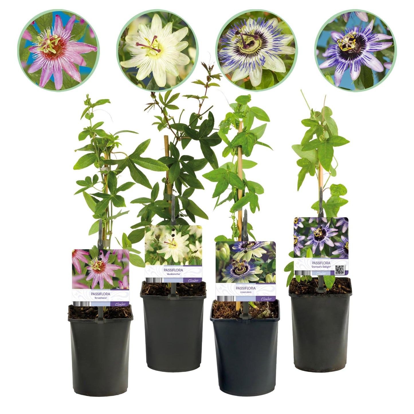 Passiflora caerulea 'Fleur de Passion' : quatre plants en pot alignés sur fond blanc, chacun avec une étiquette et un aperçu de ses fleurs.