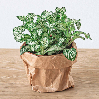 Recharge terrarium : Avec 5 plantes