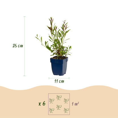 Gaura lindh. Whirling Butterflies en pot avec indication de dimensions : 25 cm de hauteur et pot de 11 cm. Schéma pour planter 6 plants par 