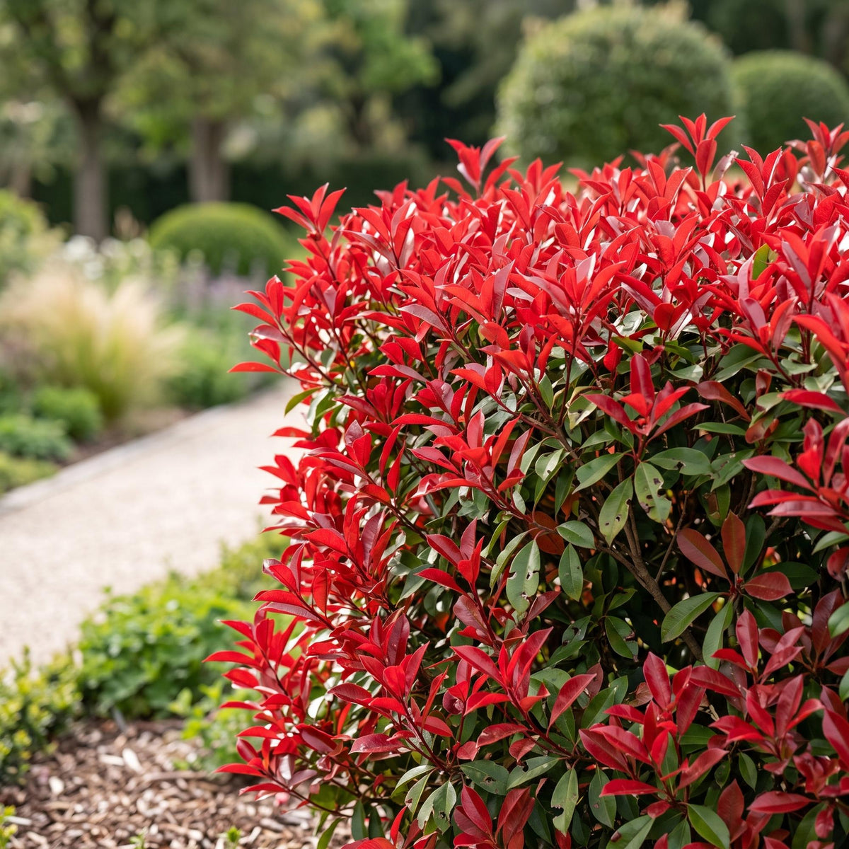 Photinia fraseri Little Red Robin avec ses jeunes pousses rouge vif, faisant face à une allée de jardin bordée d'autres plantes.