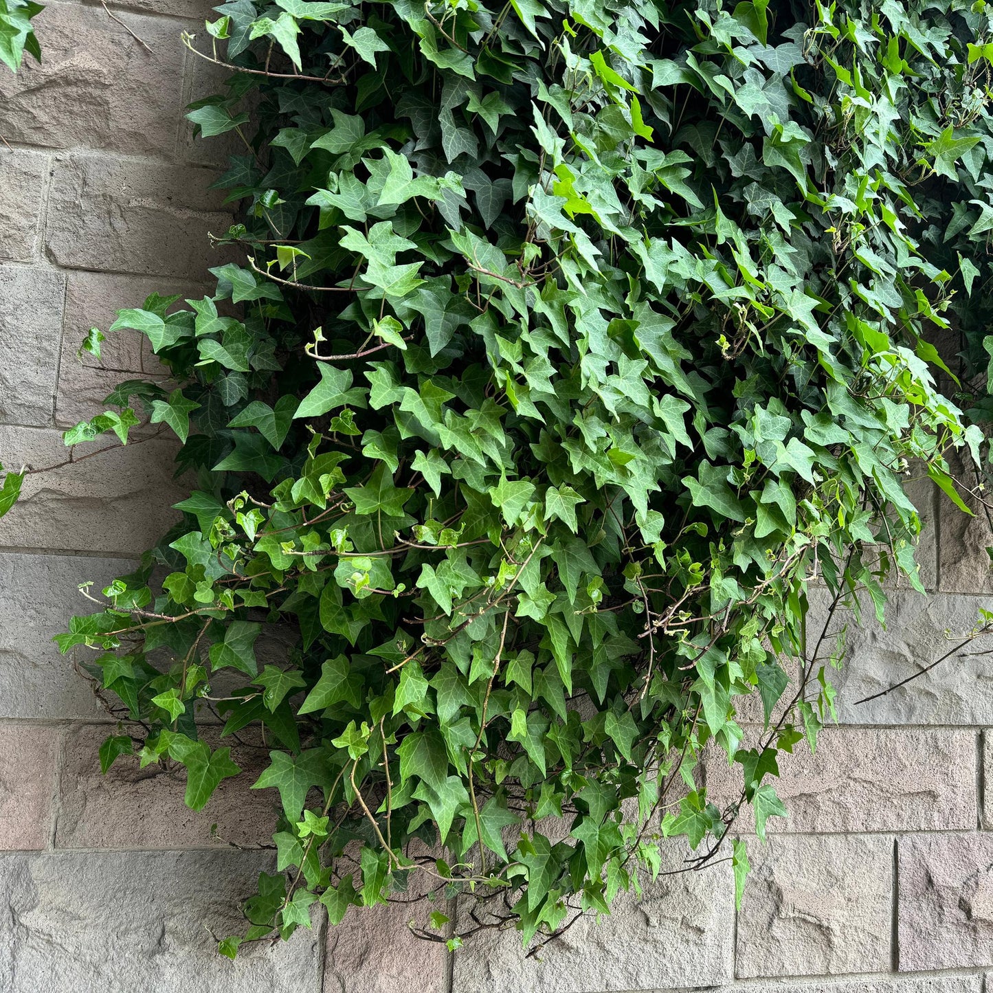 Lierre (Hedera helix) grimpant sur un mur en pierre, ses feuilles vertes et denses créant une couverture luxuriante et naturelle.