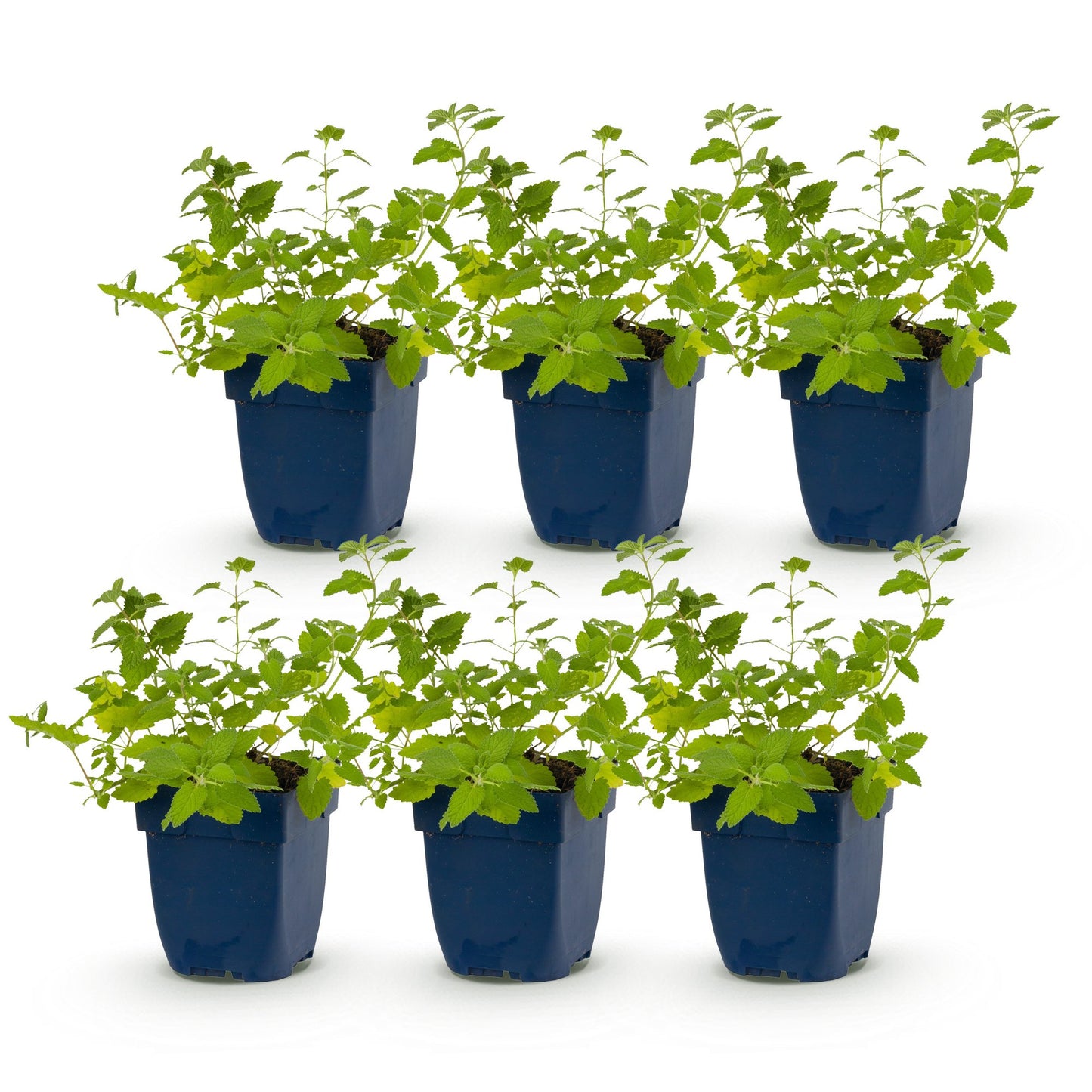 Nepeta faassenii, l'herbe à chat, en pot. Lot de 6 plants vivaces aux feuilles vertes, idéales pour attirer abeilles et papillons.