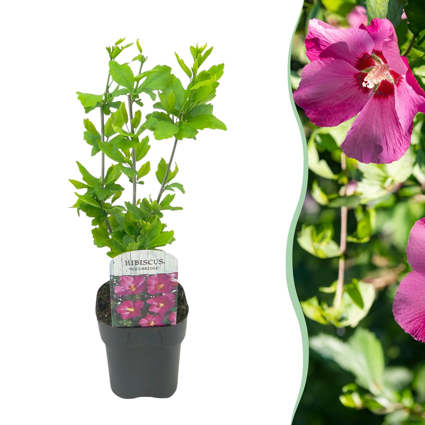 Hibiscus syriacus Woodbridge en pot sur fond blanc, juxtaposé à un gros plan de ses fleurs roses éclatantes.