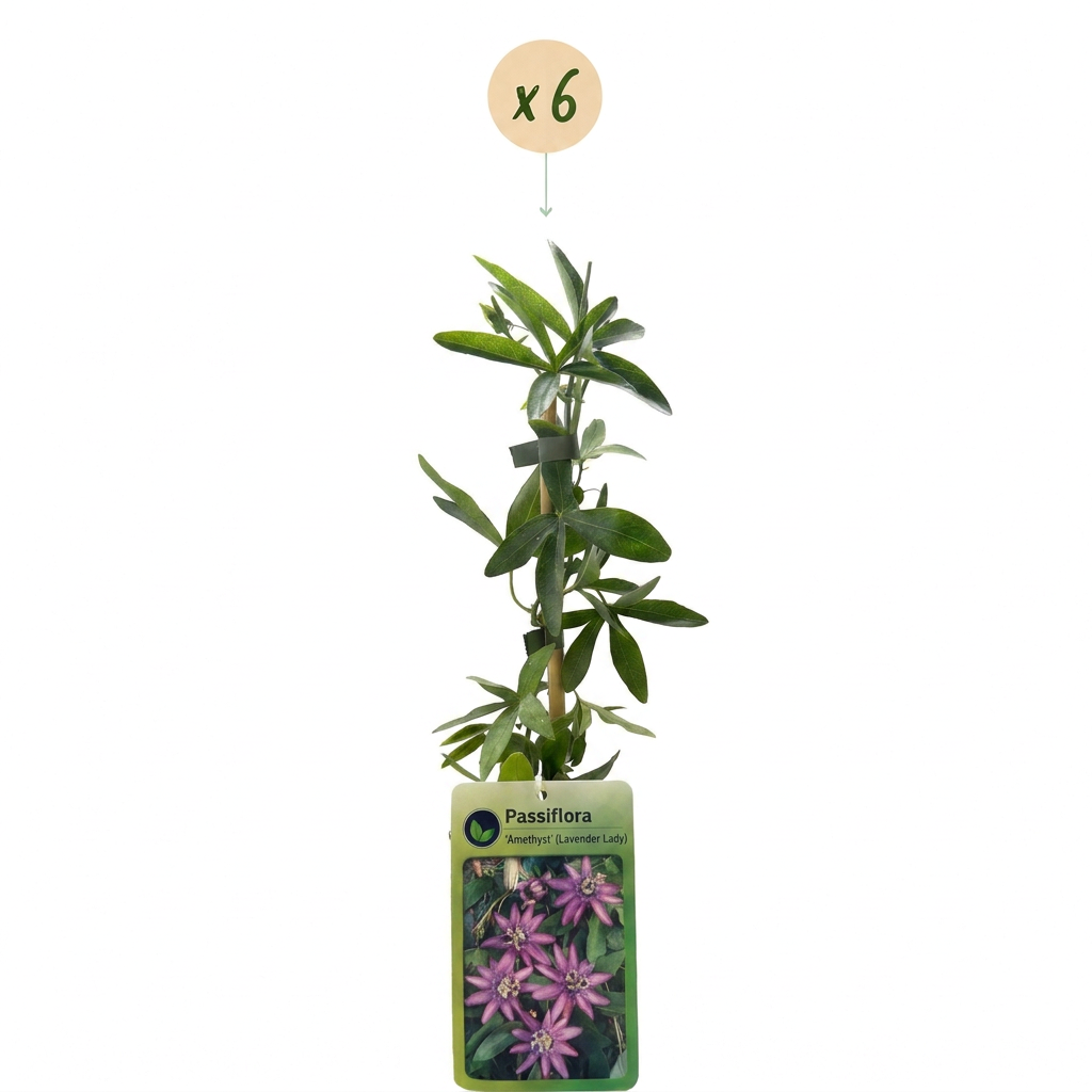 Passiflore 'Lavender Lady' (Passiflora) - grimpante fleurie exotique