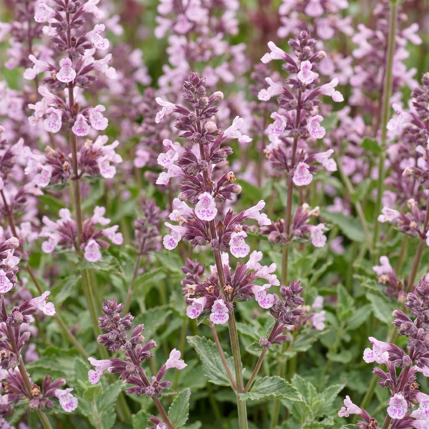 Nepeta sib. Wild Orchid aux multiples petites fleurs roses et violettes en épis, entourées de feuilles vertes.