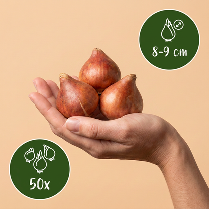 Bulbes de Tulipe Praestans en mélange tenus dans une main, calibre 8-9 cm, lot de 50 bulbes.