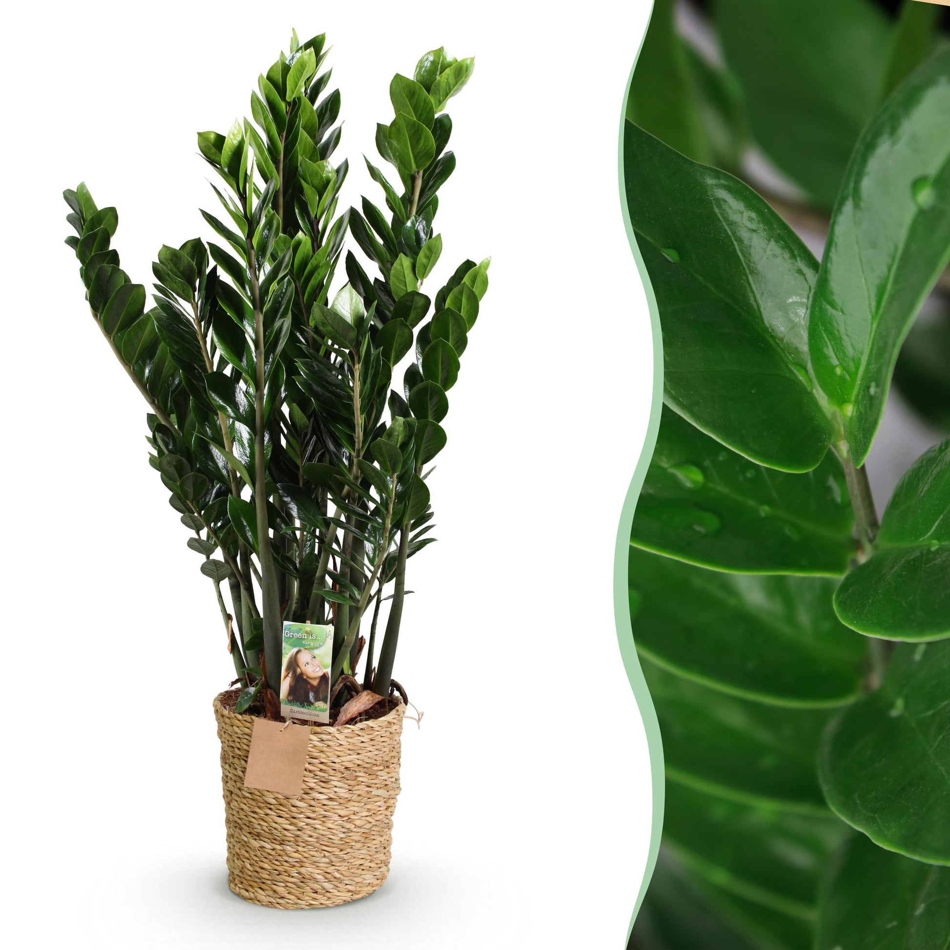 Plantes d'intérieur - Zamioculcas - Plante ZZ - Peu d'entretien - avec panier - Vert - 1 Plante - Pot 21cm - Hauteur 80-90cm