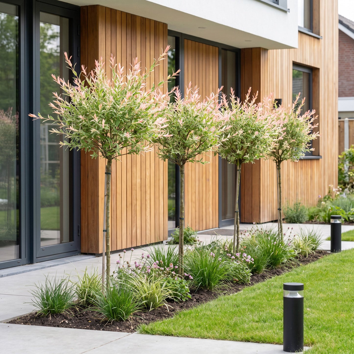 Salix Flamingo en arbres sur tige, alignés le long d'une maison moderne avec bardage en bois, créant une bordure élégante.