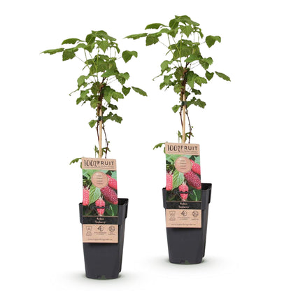 Rubus Tayberry : lot de 2 plants de mûriers framboisiers en pot, feuillage vert et étiquette produit visible, sur fond blanc.