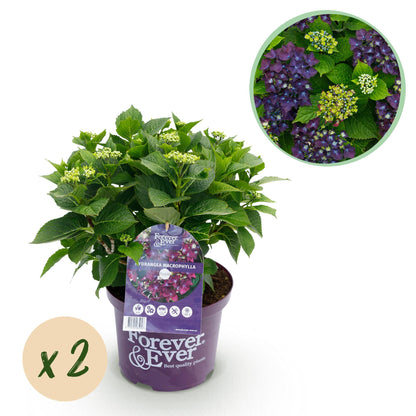 Hortensia Hydrangea Forever & Ever bleu, jeunes pousses et fleurs à venir, en pot de 23cm. Vendu par lot de 2 plants.