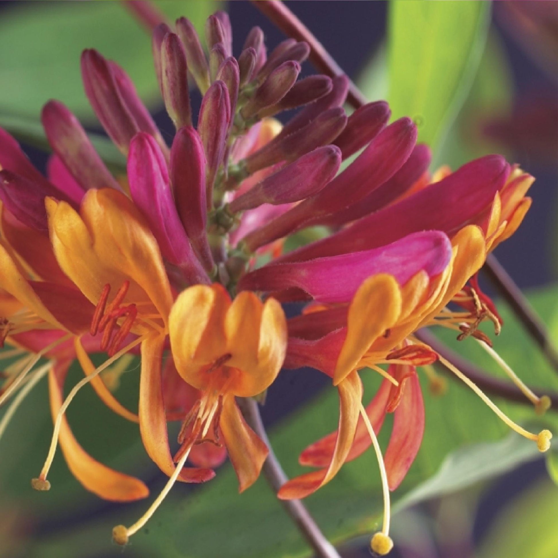 Chèvrefeuille Lonicera heckrottii Goldflame. Gros plan sur les grappes de fleurs tubulaires bicolores roses et jaunes en pleine floraison.