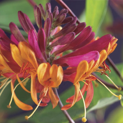 Chèvrefeuille Lonicera heckrottii Goldflame. Gros plan sur les grappes de fleurs tubulaires bicolores roses et jaunes en pleine floraison.