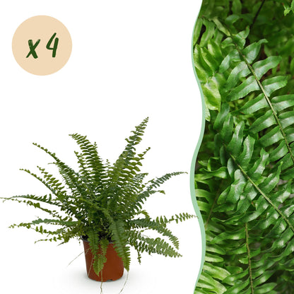 Quatre Nephrolepsis exaltata Green Lady, ou Fougères, au feuillage dense et arqué, chacune dans un simple pot de culture