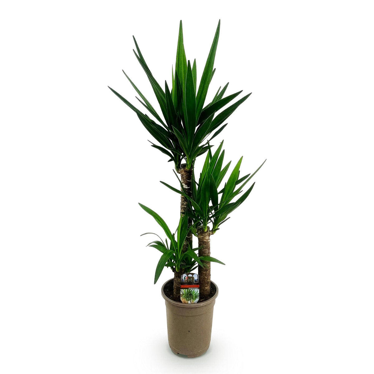 Magnifique Yucca elephantipes aux longues feuilles vertes poussant sur des troncs robustes, dans un pot brun