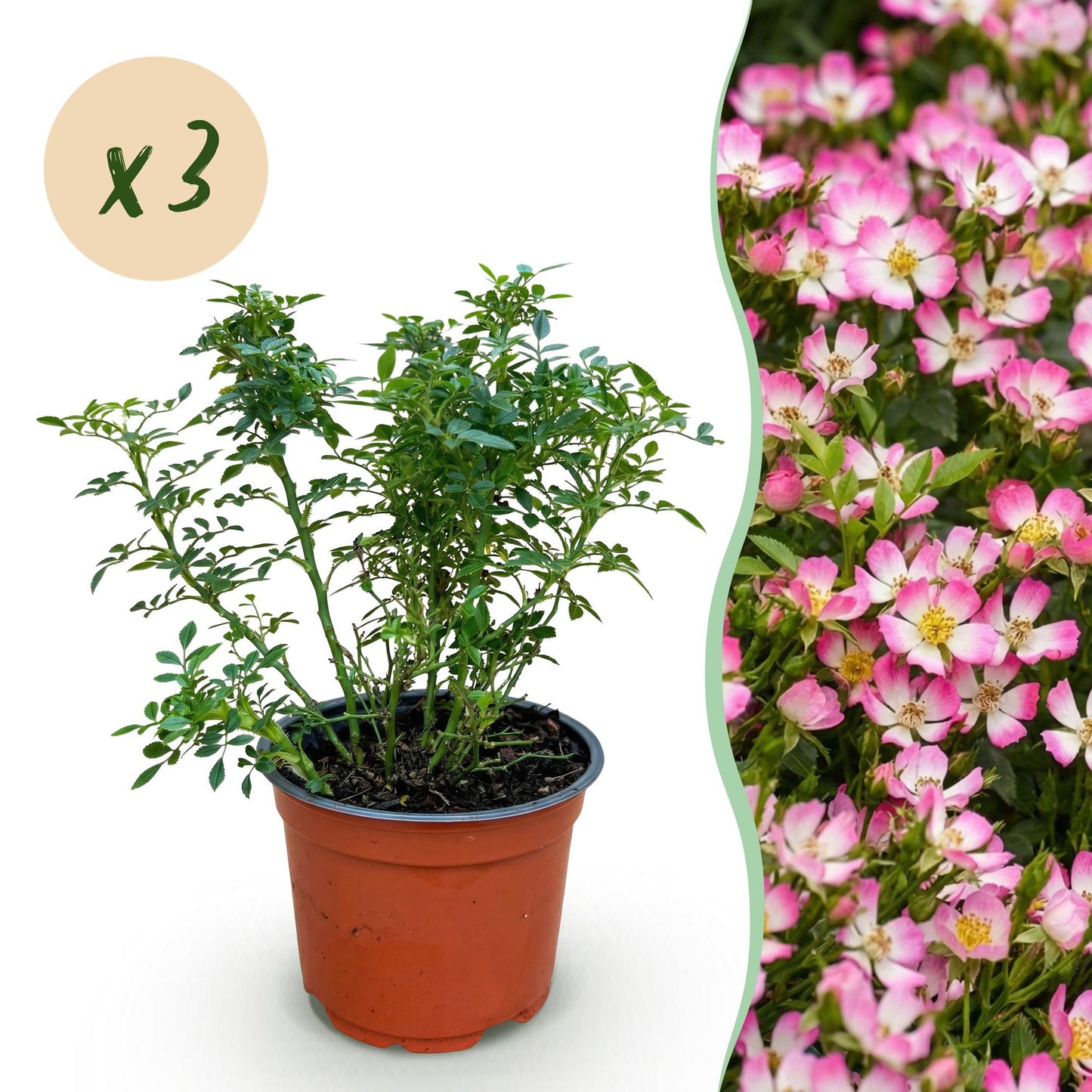 Rosier de jardin Rosa Cutie Pie : un jeune plant en pot et une bulle 'x3' pour le lot, à côté d'une haie fleurie aux délicates roses roses e