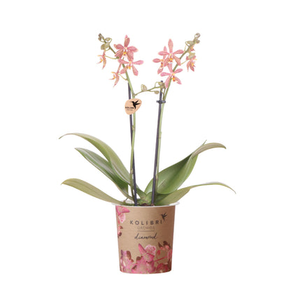 Orchidée Phalaenopsis orange en pot