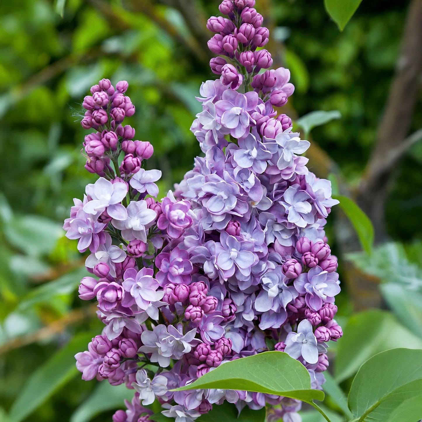 Lilas 'Michel Buchner' aux fleurs doubles et parfumées, affichant de belles grappes de fleurs violettes et lilas en gros plan.