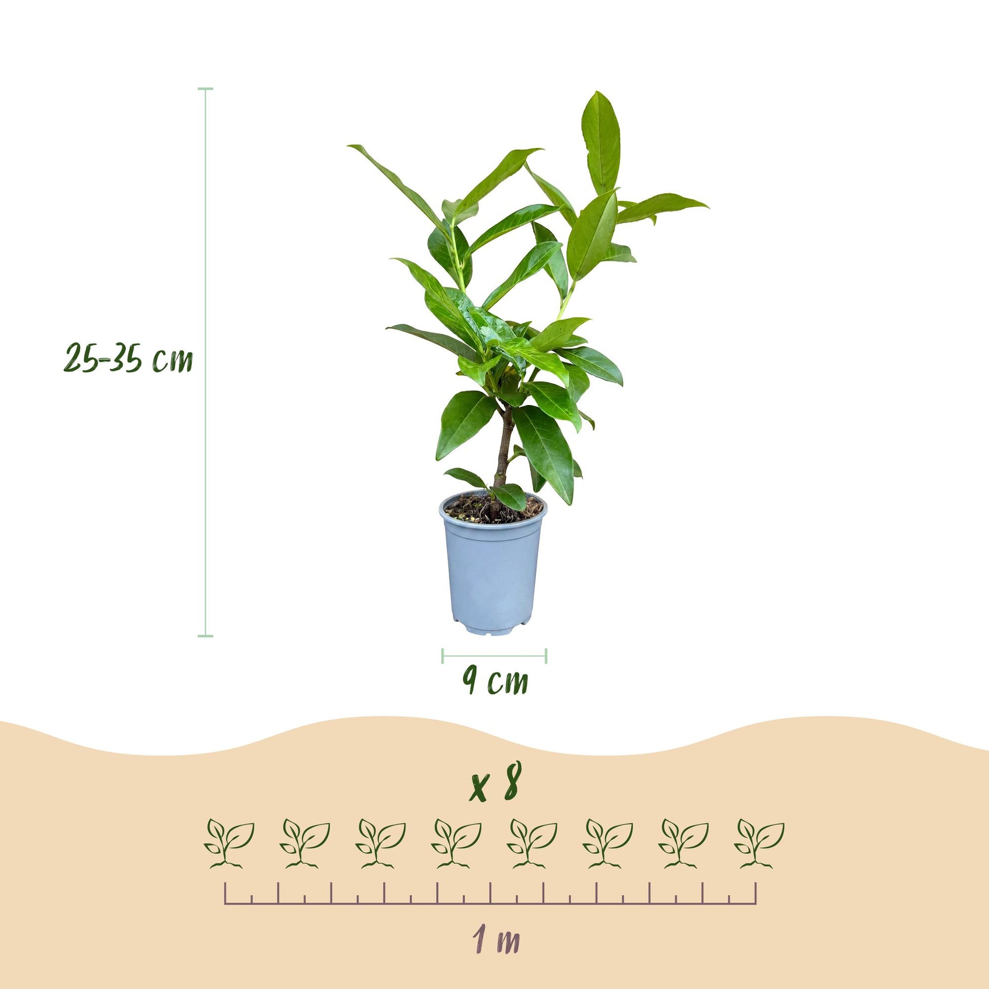 Prunus laur. Novita : Schéma d'un plant avec sa hauteur de 25-35 cm et son pot de 9 cm, indiquant qu'un lot de 8 plants couvre 1 mètre.