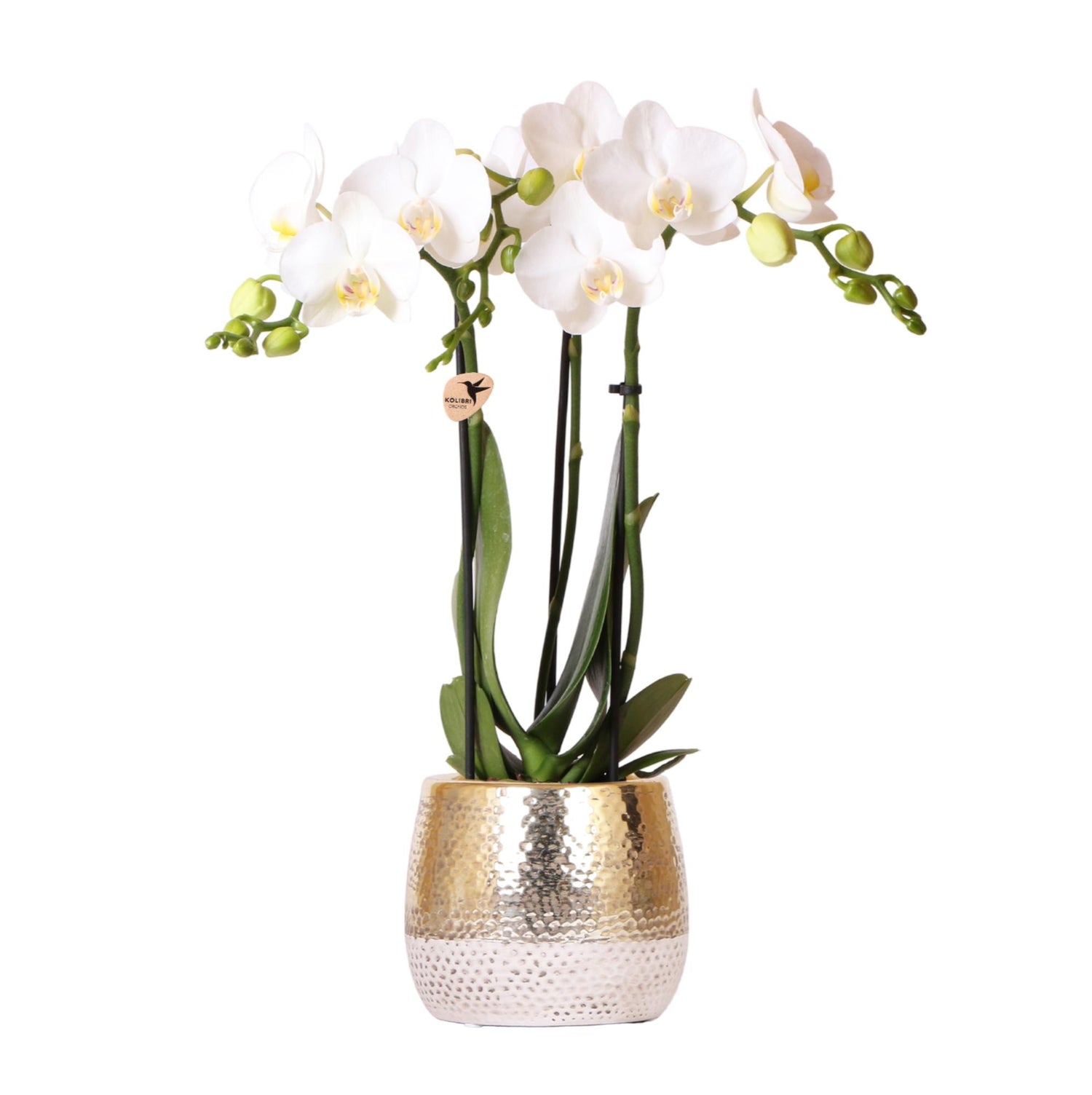Orchidée Phalaenopsis blanche avec cache-pot Doré chic