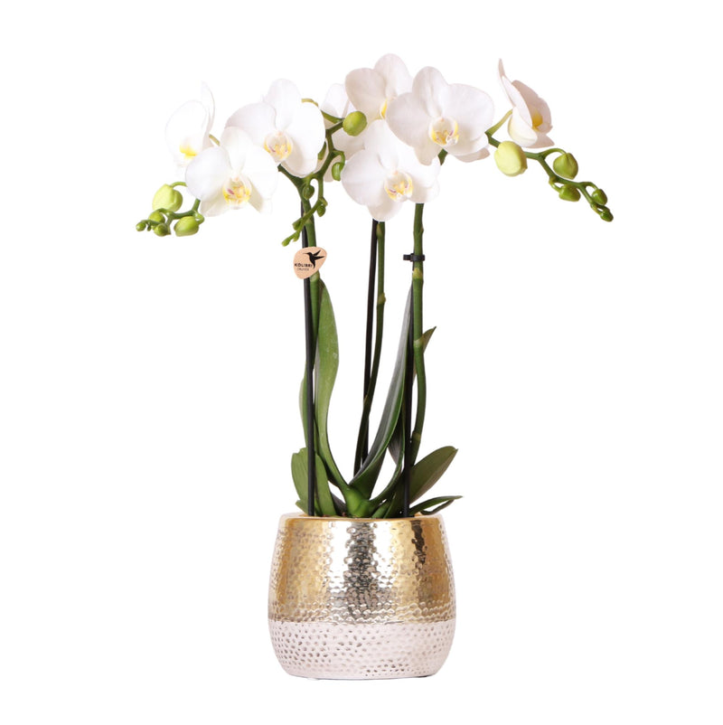 Orchidée Phalaenopsis blanche (Phalaenopsis amabilis) - Pot 9 cm - Hauteur 40 cm
