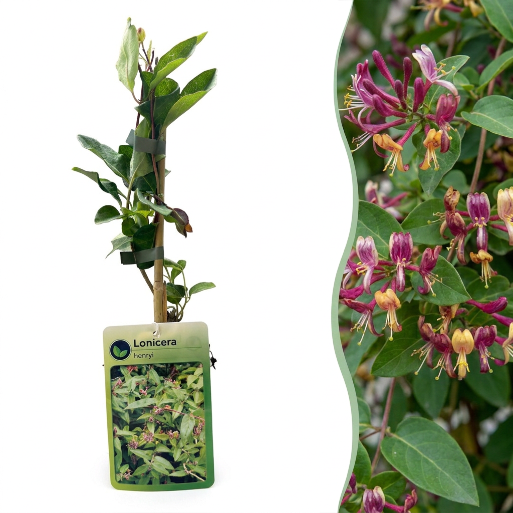 Chèvrefeuille de Henry (Lonicera henryi) - grimpante persistante