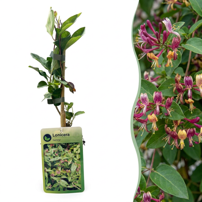 Chèvrefeuille de Henry (Lonicera henryi) - grimpante persistante