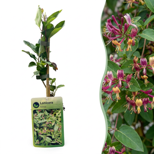 Chèvrefeuille de Henry (Lonicera henryi) - grimpante persistante