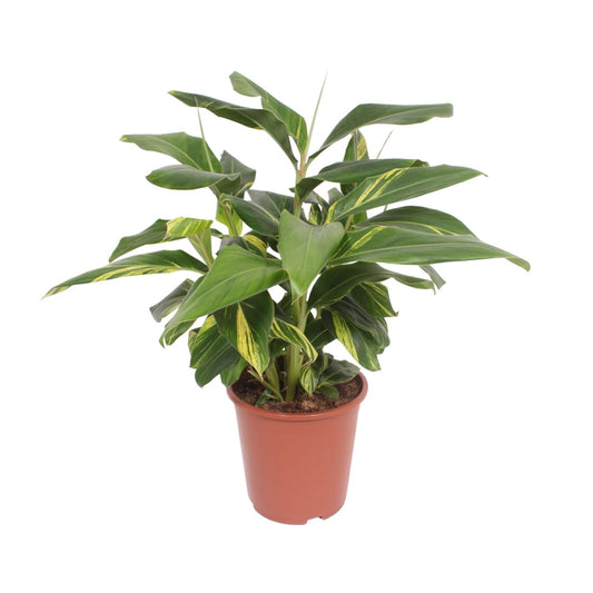 Alpinia zerumbet en pot de 27 cm, hauteur 80 cm, photographié sur fond blanc