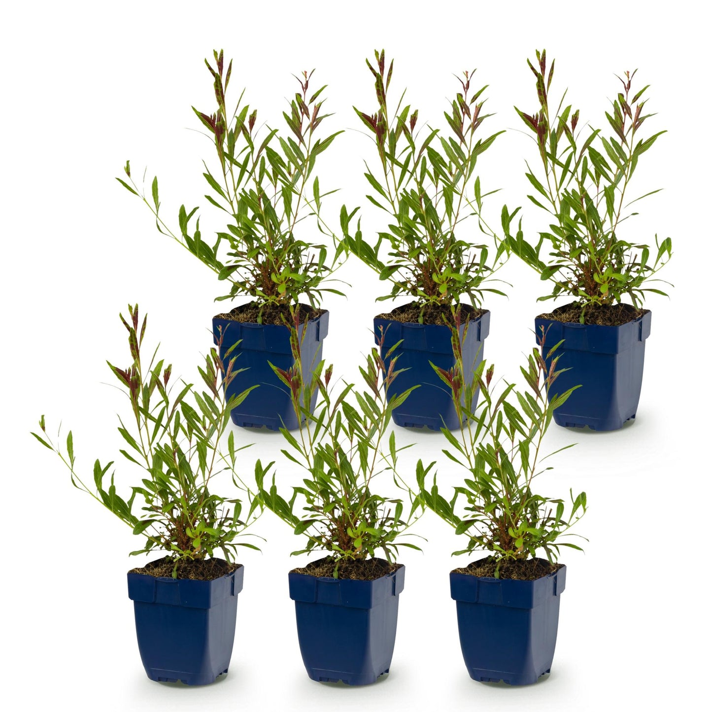 Gaura lindheimeri Whirling Butterflies : sept jeunes plants vivaces en pots bleus, avec feuillage vert et tiges rougeâtres, alignés sur fond