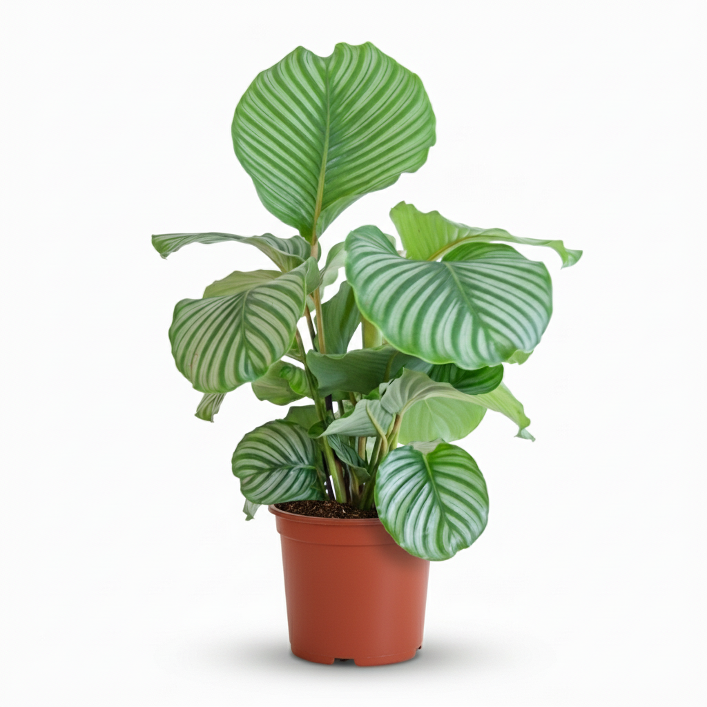 Calathe Orbifolia avec Potter Blanc  - 65cm - Ø21