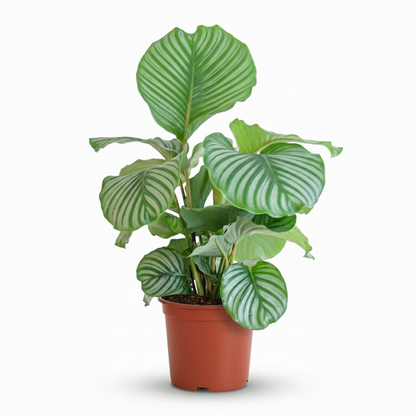 Calathe Orbifolia avec Potter Blanc  - 65cm - Ø21
