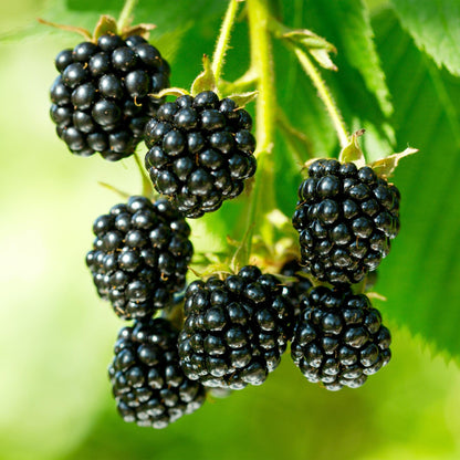 Mûres Rubus occ. Black Jewel. Gros plan sur un bouquet de mûres noires brillantes, prêtes à être cueillies, avec un feuillage vert flou en a