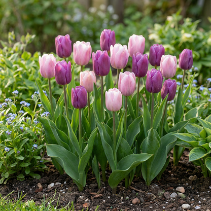 Massif de tulipes 'Macaron' aux fleurs roses et violettes éclatantes en mélange, égayant le jardin printanier.