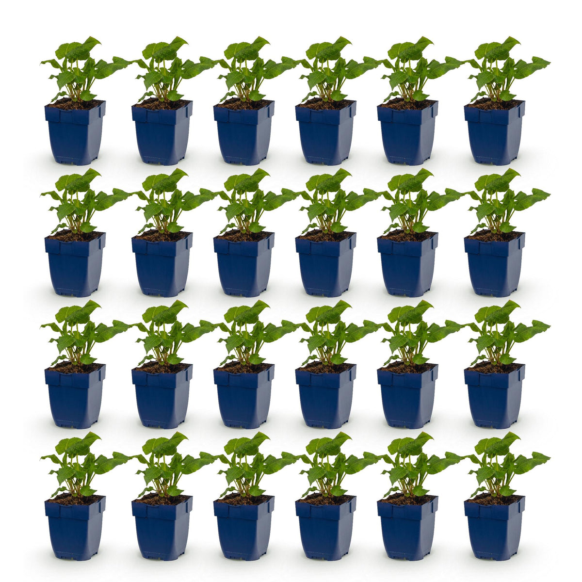 Renouées amplexicaules en mélange - lot de 24 plants en pot de 11 cm