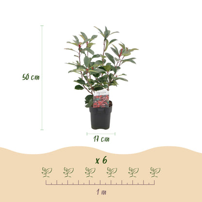 Photinia fraseri Red Robin : illustration montrant un plant en pot de 50 cm de haut, 17 cm de diamètre, et l'espacement de 6 plants sur 1 mè