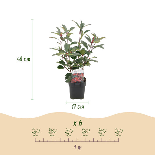 Photinia fraseri Red Robin : illustration montrant un plant en pot de 50 cm de haut, 17 cm de diamètre, et l'espacement de 6 plants sur 1 mè