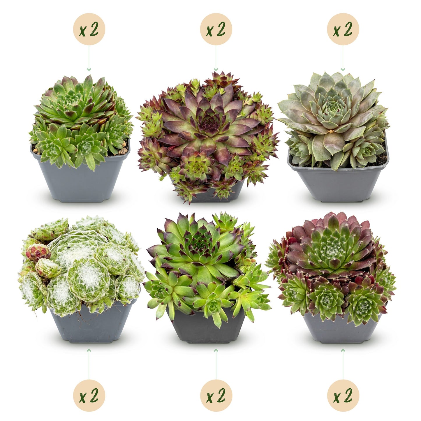Sempervivum Big Sam. Lot de 6 plants de joubarbe en pots gris sur fond blanc, x2 de chaque variété de sempervivum.