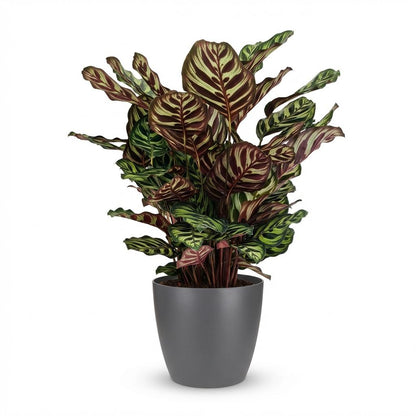 Plante d'intérieur - Plante Paon - Calathea Makoyana - Vert - Entretien facile - 1 Plante - avec Potter Gris - Pot 19cm - Hauteur 70cm