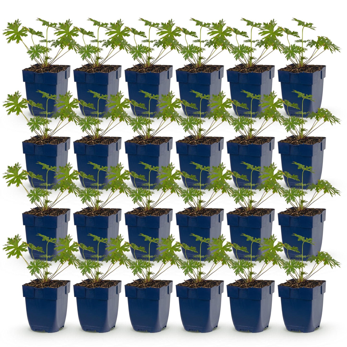 Géranium Johnson's Blue : Lot de 24 jeunes plants de géraniums vivaces en pots de 11 cm, feuillage vert, sur fond blanc uni.