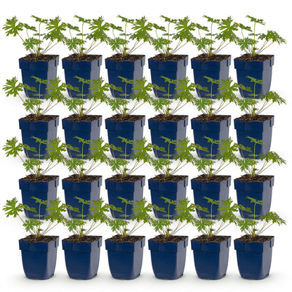 Géranium Johnson's Blue : Lot de 24 jeunes plants de géraniums vivaces en pots de 11 cm, feuillage vert, sur fond blanc uni.