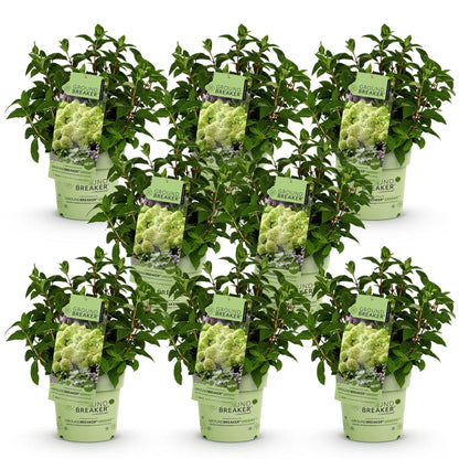 Hydrangea panniculata Groundbreaker Greeny, lot de 9 jeunes plants en pots individuels sur fond blanc, avec étiquettes illustrées de fleurs 