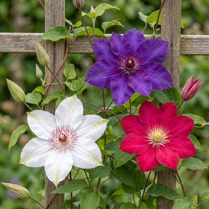 Clématite Tricolore en mélange de couleurs (Clematis) - grimpantes fleuries