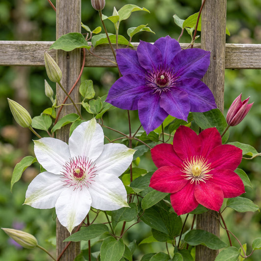 Clématite Tricolore en mélange de couleurs (Clematis) - grimpantes fleuries