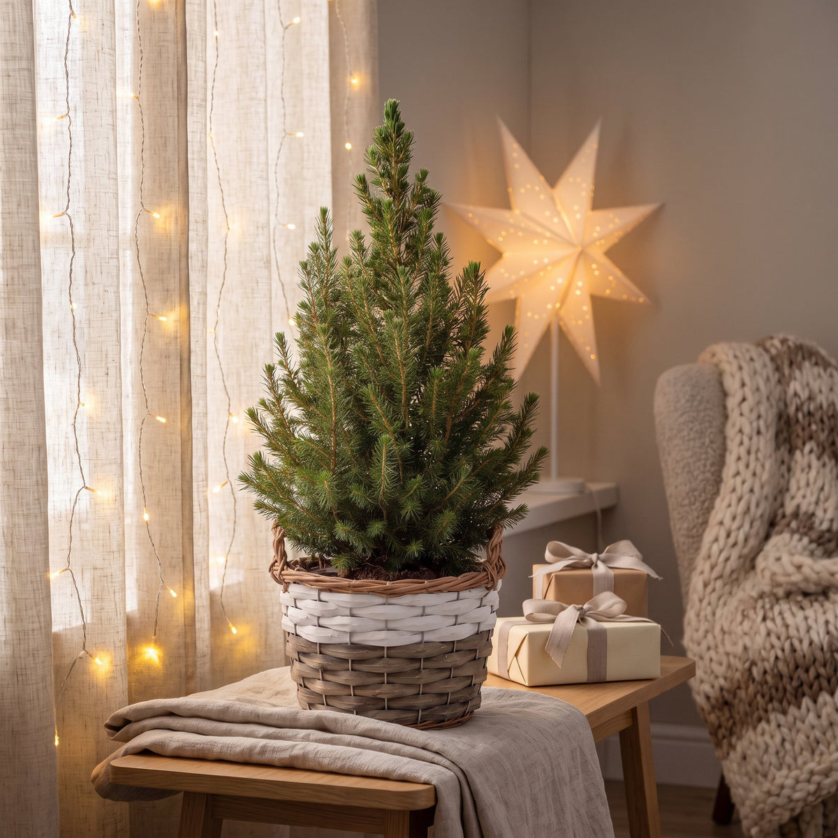 Épicéa de l'Alberta 'Conica' en panier, décor de Noël
