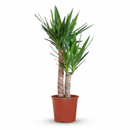 Yucca Elephantipes avec Potter blanc - 90cm - Ø21