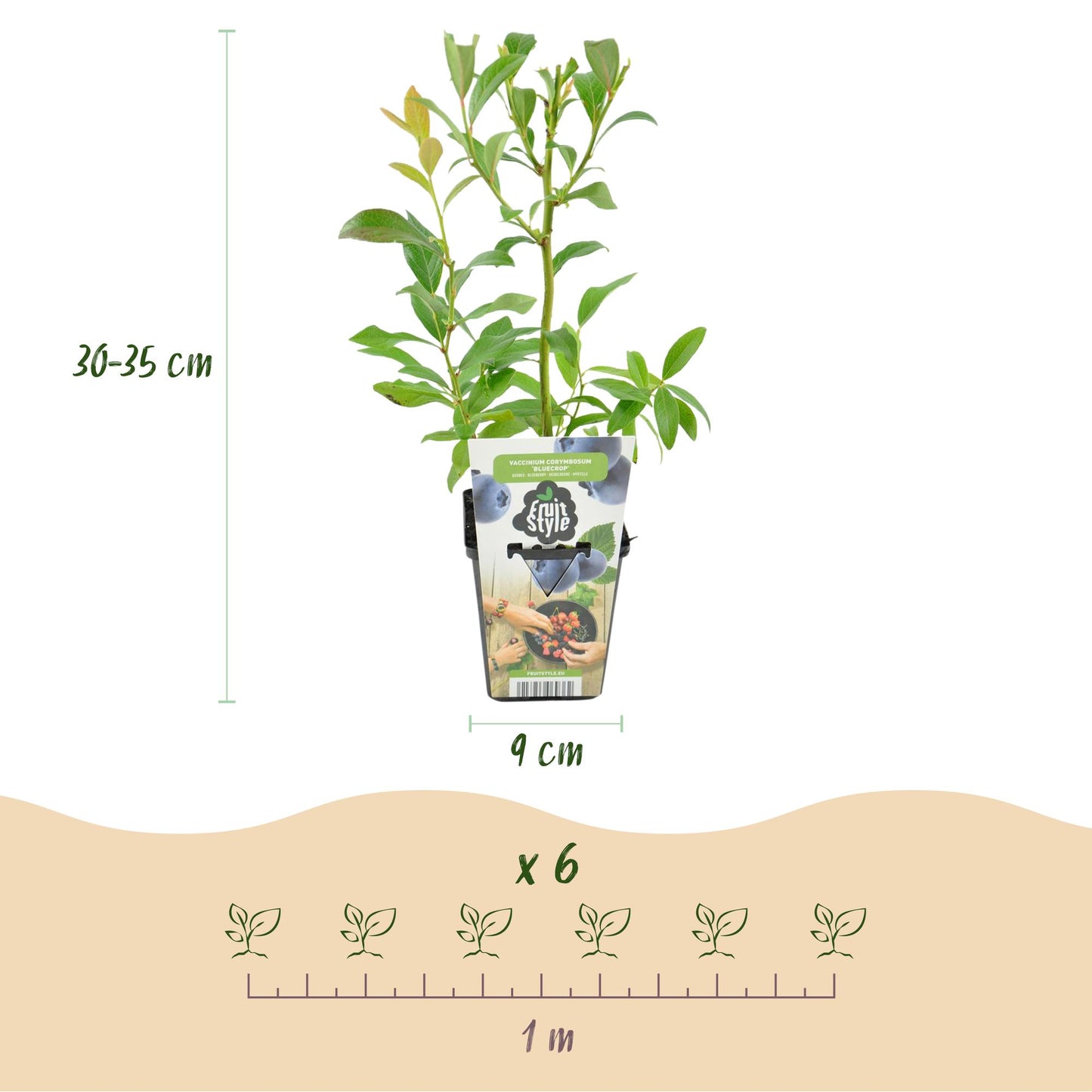 Mûre bleue 'Bluegold': dimensions du plant (30-35 cm de haut, pot 9 cm) et espacement de plantation (6 plants par mètre) en infographie.