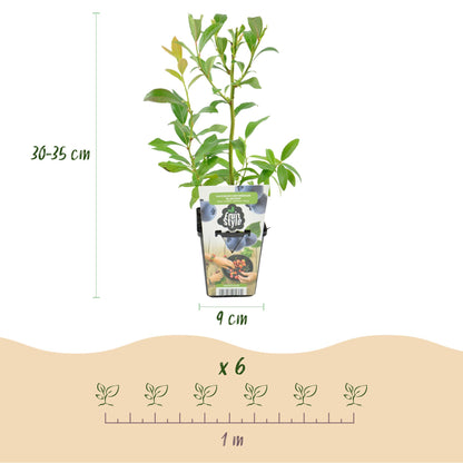 Mûre bleue 'Bluegold': dimensions du plant (30-35 cm de haut, pot 9 cm) et espacement de plantation (6 plants par mètre) en infographie.