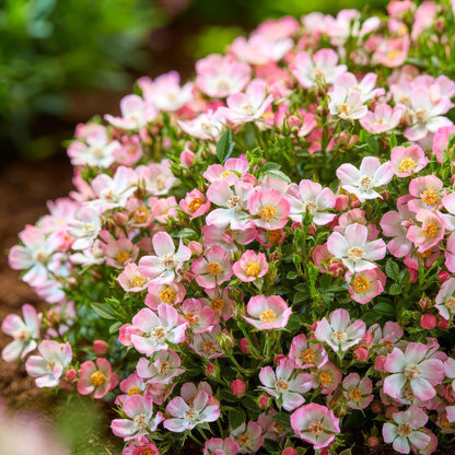 Rosa Cutie Pie : Gros plan de multiples fleurs de rosier roses et blanches délicates, avec des cœurs jaunes, dans un jardin lumineux.